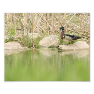 Foto Pato de Madeira nas Rochas de Pond