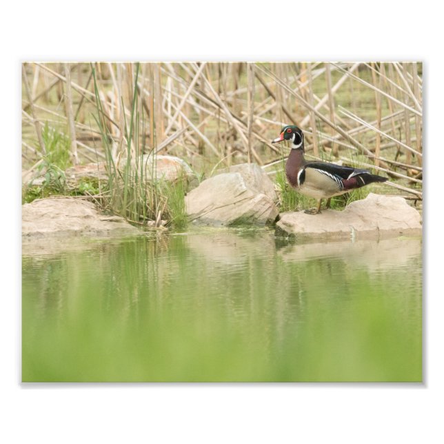 Foto Pato de Madeira nas Rochas de Pond (Frente)