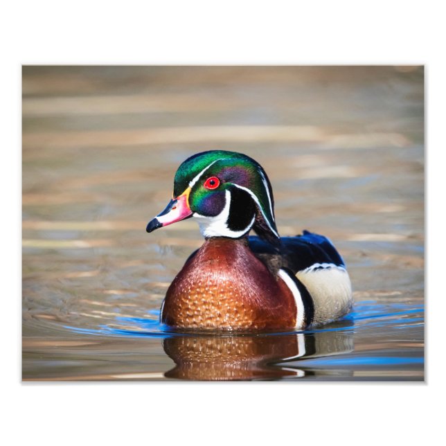 Foto Pato de madeira num lago (Frente)