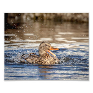 Foto Pato de Mallard 10x8 em Downing Park