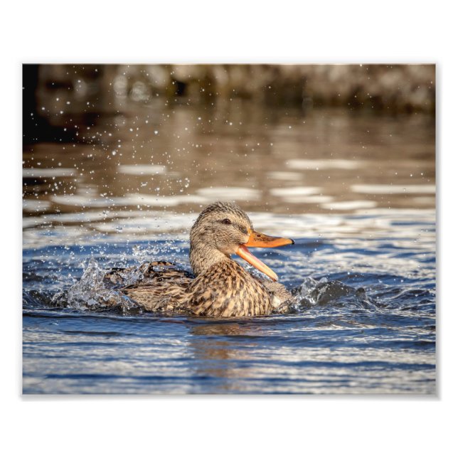 Foto Pato de Mallard 10x8 em Downing Park (Frente)