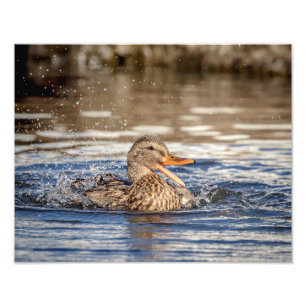 Foto Pato de Mallard 14x11 em Downing Park