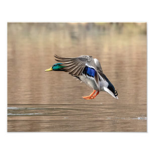Foto Pato de Mallard 14x11 em voo