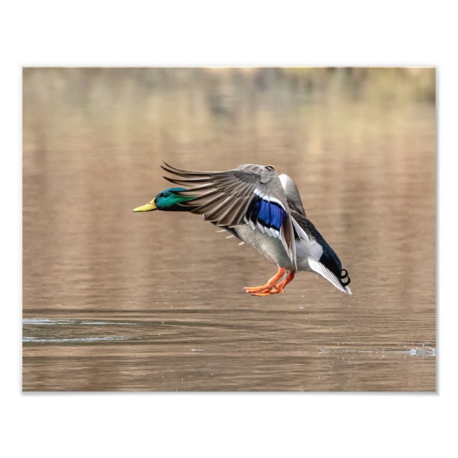 Foto Pato de Mallard 14x11 em voo (Frente)
