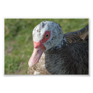 Foto Pato de Muscovy