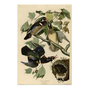 Foto Pato de Verão, Pato de Madeira, Pássaros da Améric