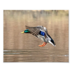 Foto pato do pato selvagem 10x8 em vôo
