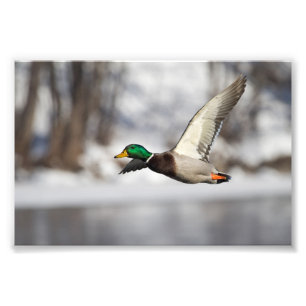 Foto Pato do pato selvagem de Drake em vôo: Impressão
