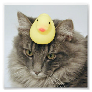 Foto Pato em sua cabeça