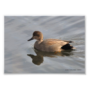 Foto Pato Gadwall 5X7