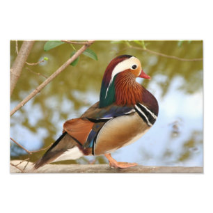 Foto Pato-mandarim