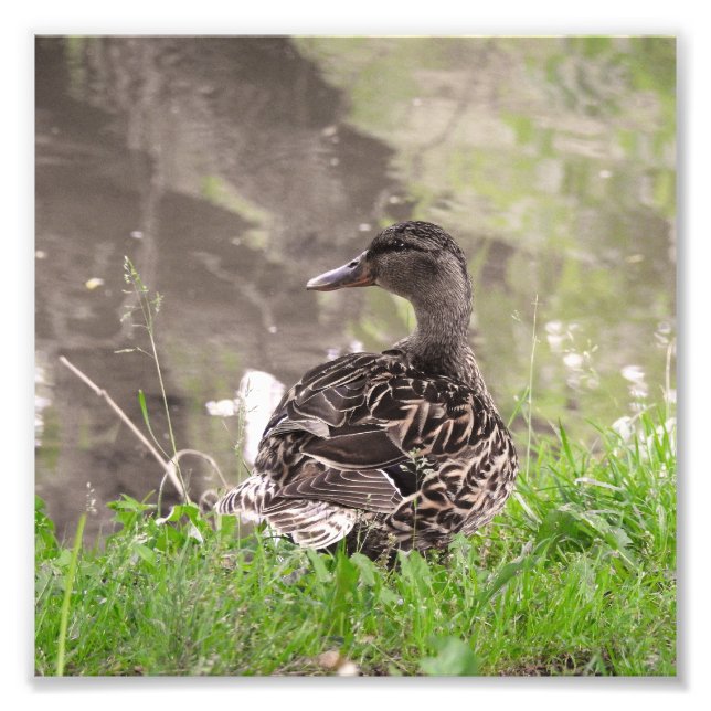 Foto Pato-real (Frente)