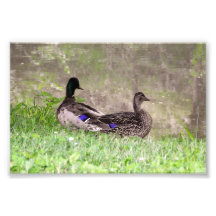 Pato-real casal Watergazing