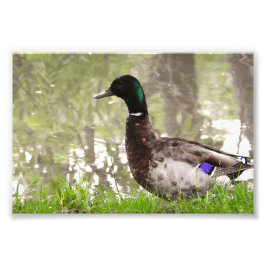 Foto Pato-real Pensativo
