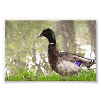 Foto Pato-real Pensativo