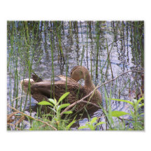 Pato se ajeitando entre os juncos.