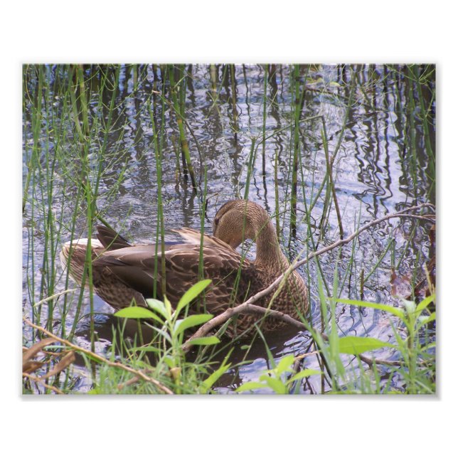 Foto Pato se ajeitando entre os juncos. (Frente)