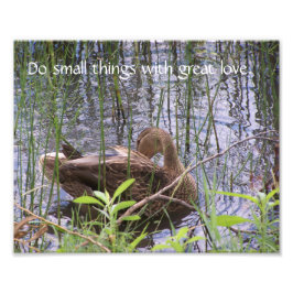 Foto Pato se ajeitando entre os juncos.