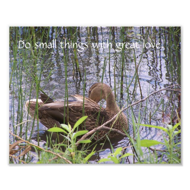 Foto Pato se ajeitando entre os juncos. (Frente)