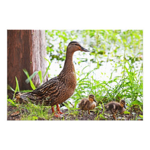 Foto Pato selvagem e patinhos por Shirley Taylor