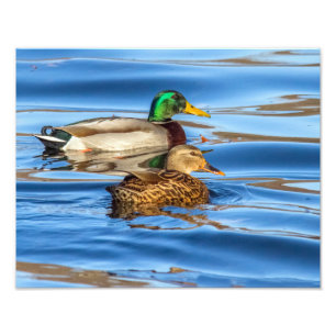 Foto Patos Com Água Azul