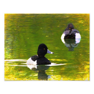 Foto Patos com pescoço de anéis Pássaros Negros e Br
