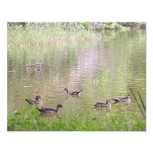 Foto Patos de Madeira socializando