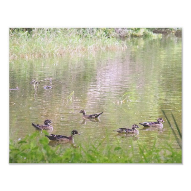 Foto Patos de Madeira Socializando (Frente)