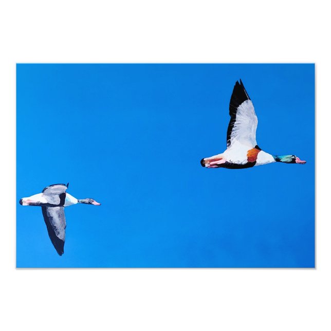 Foto Patos-mergulhões (Frente)