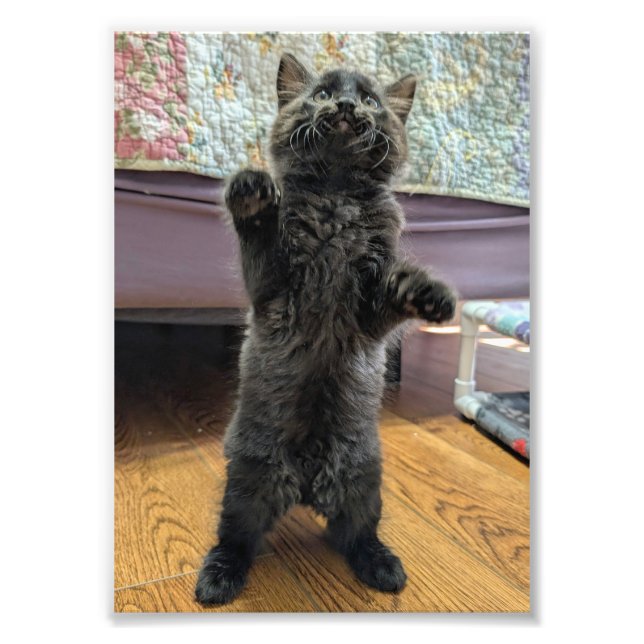 Foto Patsy the Baby Bear (but older) (Frente)