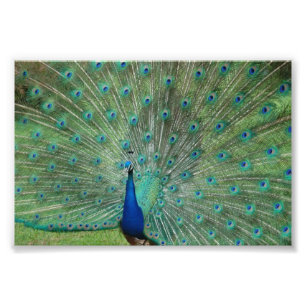 Foto Pavão de Paignton
