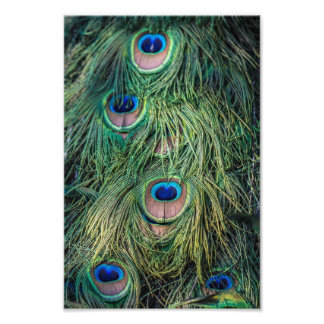 Foto Pavock Feather Pattern