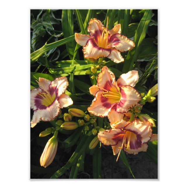 Foto Peach Oriental Day Lily (Frente)