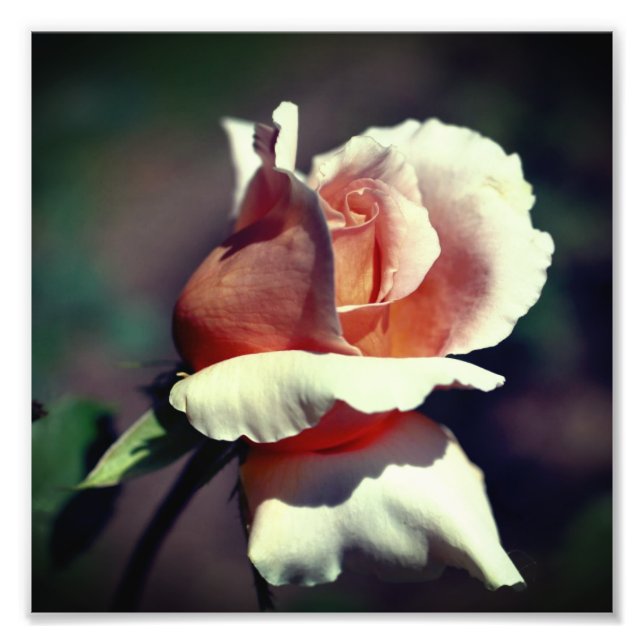 Foto Peach Rosebud Flower Close (Encerrar) 8x8 (Frente)