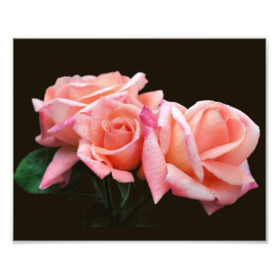 Foto Peach Rosebud Trio 8x10
