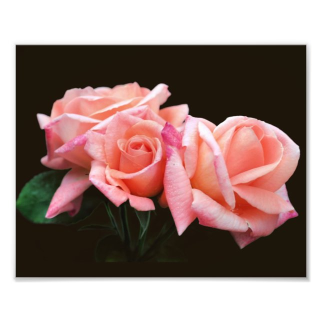 Foto Peach Rosebud Trio 8x10 (Frente)