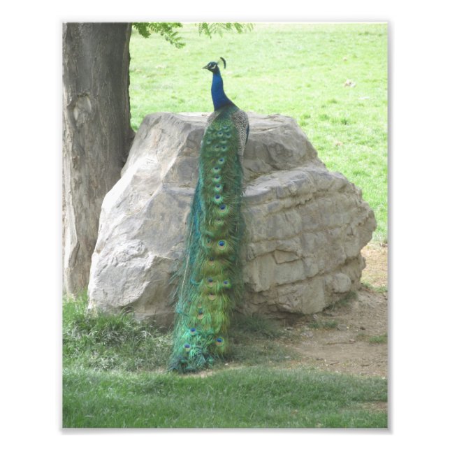 Foto Peacock (Frente)