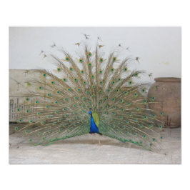Foto Peacock