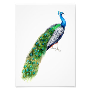 Foto Peacock bonito