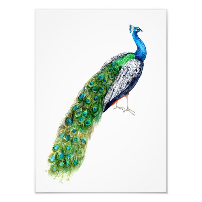 Foto Peacock bonito (Frente)