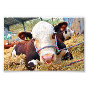 Foto Pedigree Hereford Cow Cattle