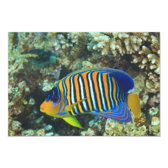 Foto Peixe-ângel-real juvenil Pygoplites (Frente)
