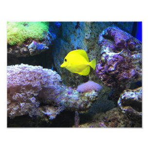 Foto Peixe-anjo Amarelo