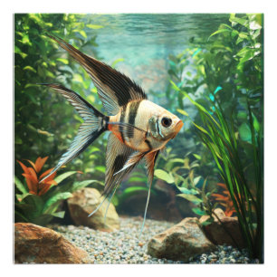 Foto Peixe-anjo nadando em aquário de água doce