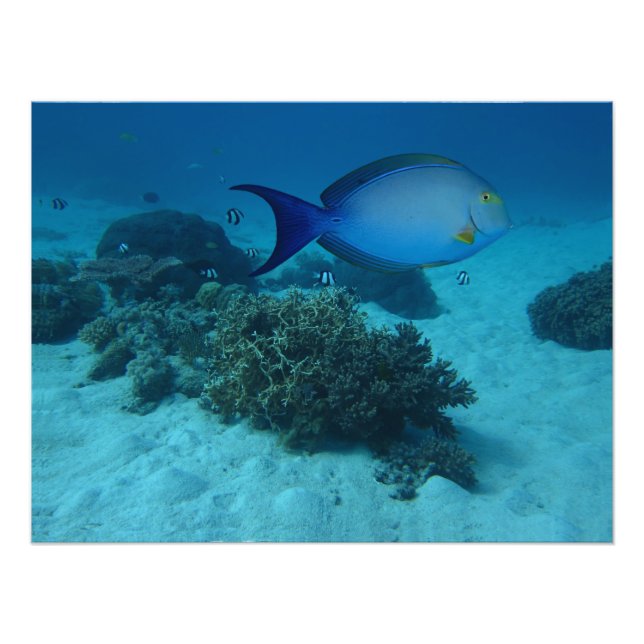 Foto Peixe de doutor (Frente)