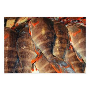 Foto Peixe fresco