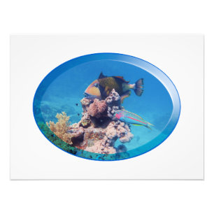 Foto Peixe-gato-do-mato-coral - Design fotográfica