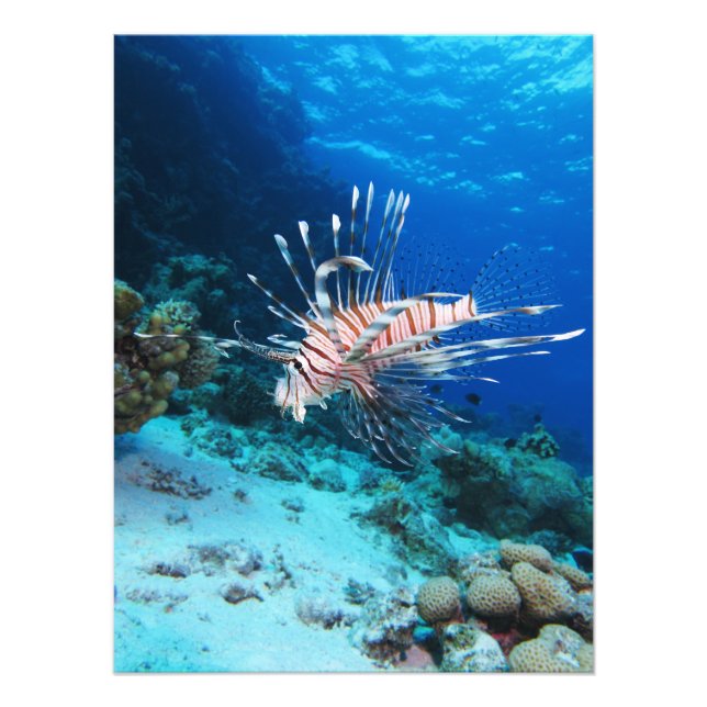 Foto Peixe-leão ou Pterois Miles, Peixe de Recife Oceân (Frente)