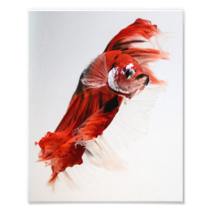 Foto Peixes 2 de Betta da meia lua de Koi