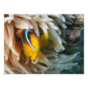 Foto Peixes alaranjados do palhaço